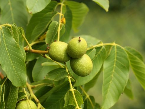 Fas Tarım Ceviz Gübrelemesi