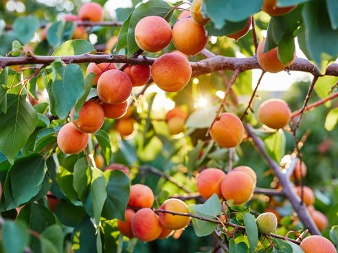 Fas Tarım Kayısı Gübrelemesi