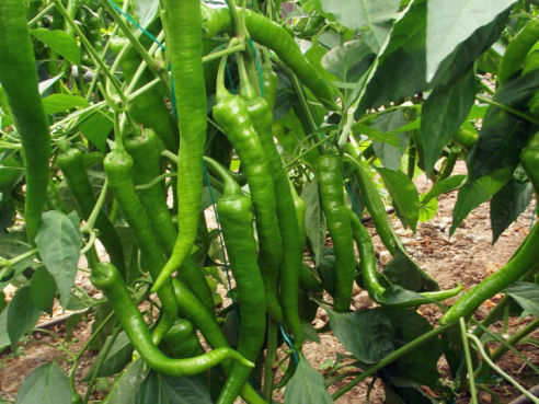 Fas Tarım Biber Gübrelemesi