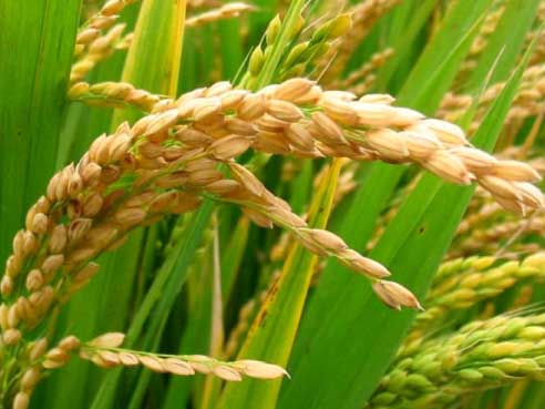 Fas Tarım Çeltik Gübrelemesi