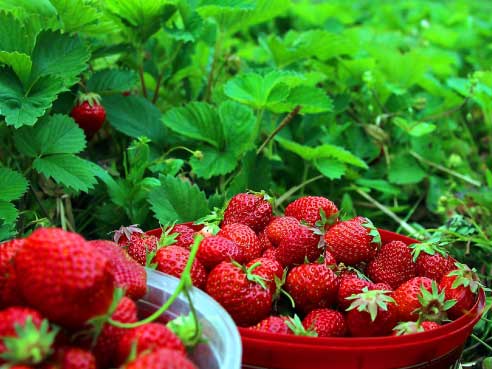 Fas Tarım Çilek Gübrelemesi