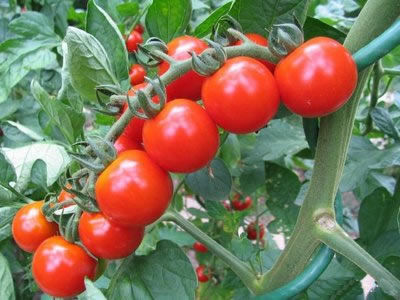 Fas Tarım Domates Gübrelemesi