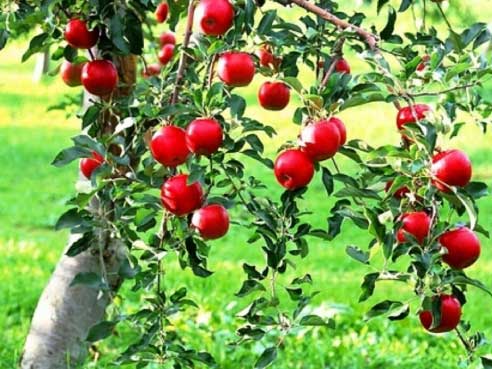 Fas Tarım Elma Gübrelemesi