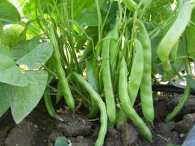 Fas Tarım Fasulye Gübrelemesi