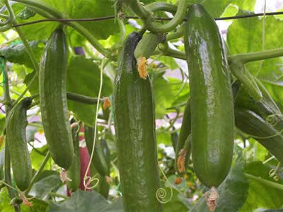 Fas Tarım Hıyar Gübrelemesi