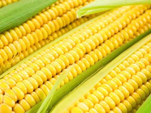 Fas Tarım Mısır Gübrelemesi