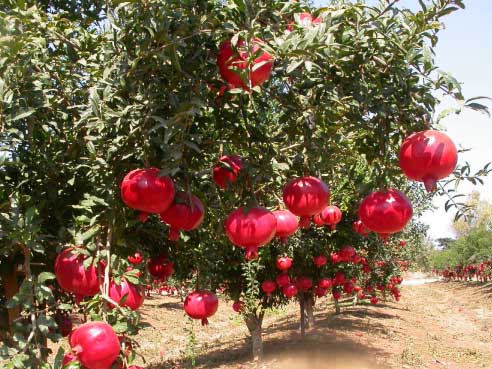 Fas Tarım Nar Gübrelemesi