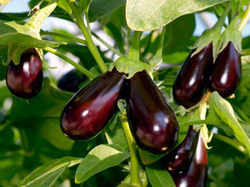 Fas Tarım Patlıcan Gübrelemesi