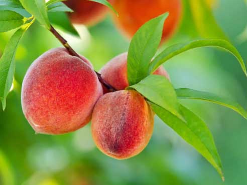 Fas Tarım Şeftali Gübrelemesi