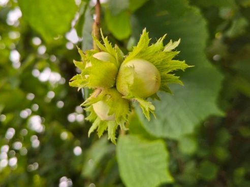 Fas Tarım Fındık Gübrelemesi